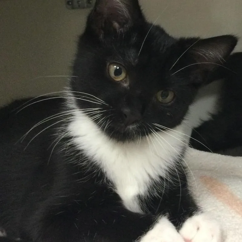 A baby small-sized male Black Domestic Short Hair cat named Mowgli for adoption in Redwood City, CA