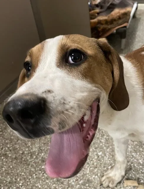 A young large-sized male Treeing Walker Coonhound dog named Tucker for adoption in Clyde, NC