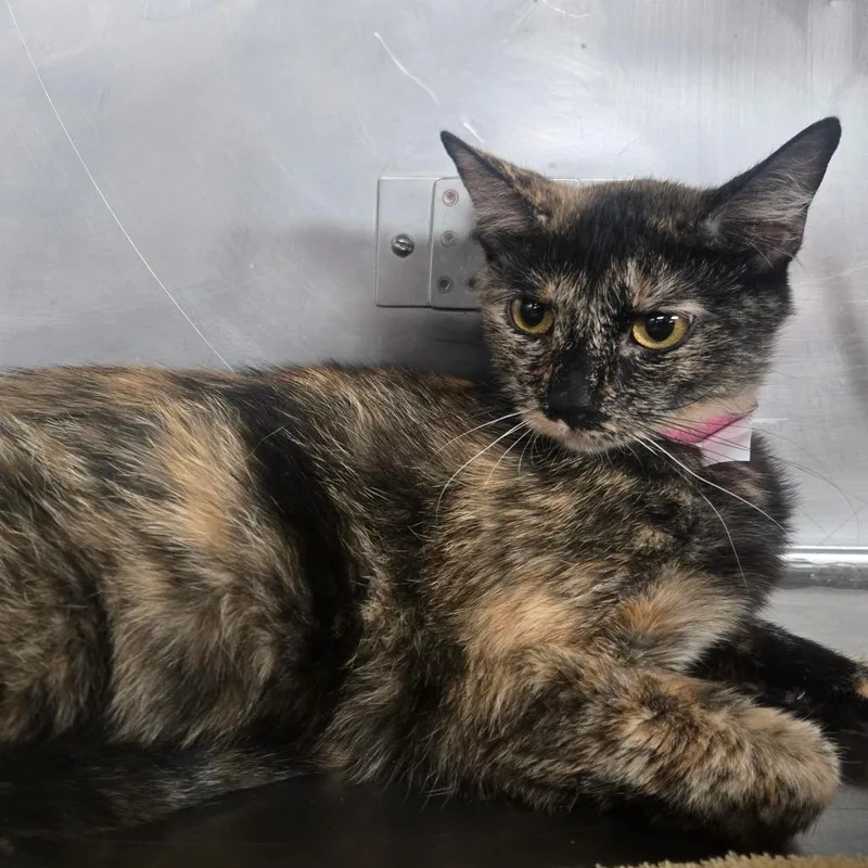 An adult medium-sized female Tortoiseshell Domestic Short Hair cat named Sapphire for adoption in San Jacinto, CA