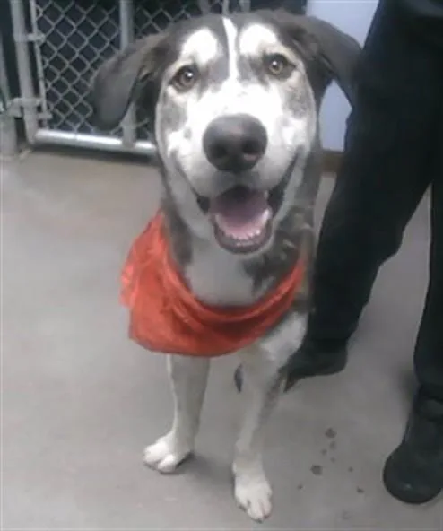 A young large-sized male Alaskan Malamute dog named Doop for adoption in Phoenix, AZ