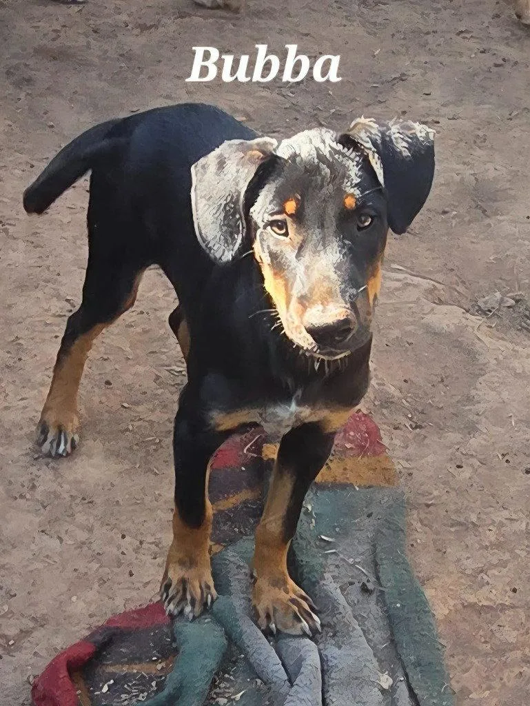 A baby large-sized male Shepherd dog named Bubba for adoption in Bloomfield, CT