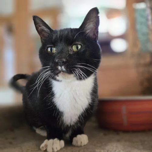 An adult medium-sized male Tuxedo cat named Parson for adoption in Knoxville, TN