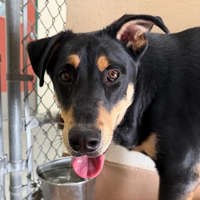 A young large-sized male Black Mixed Breed dog named Tono for adoption in Reno, NV