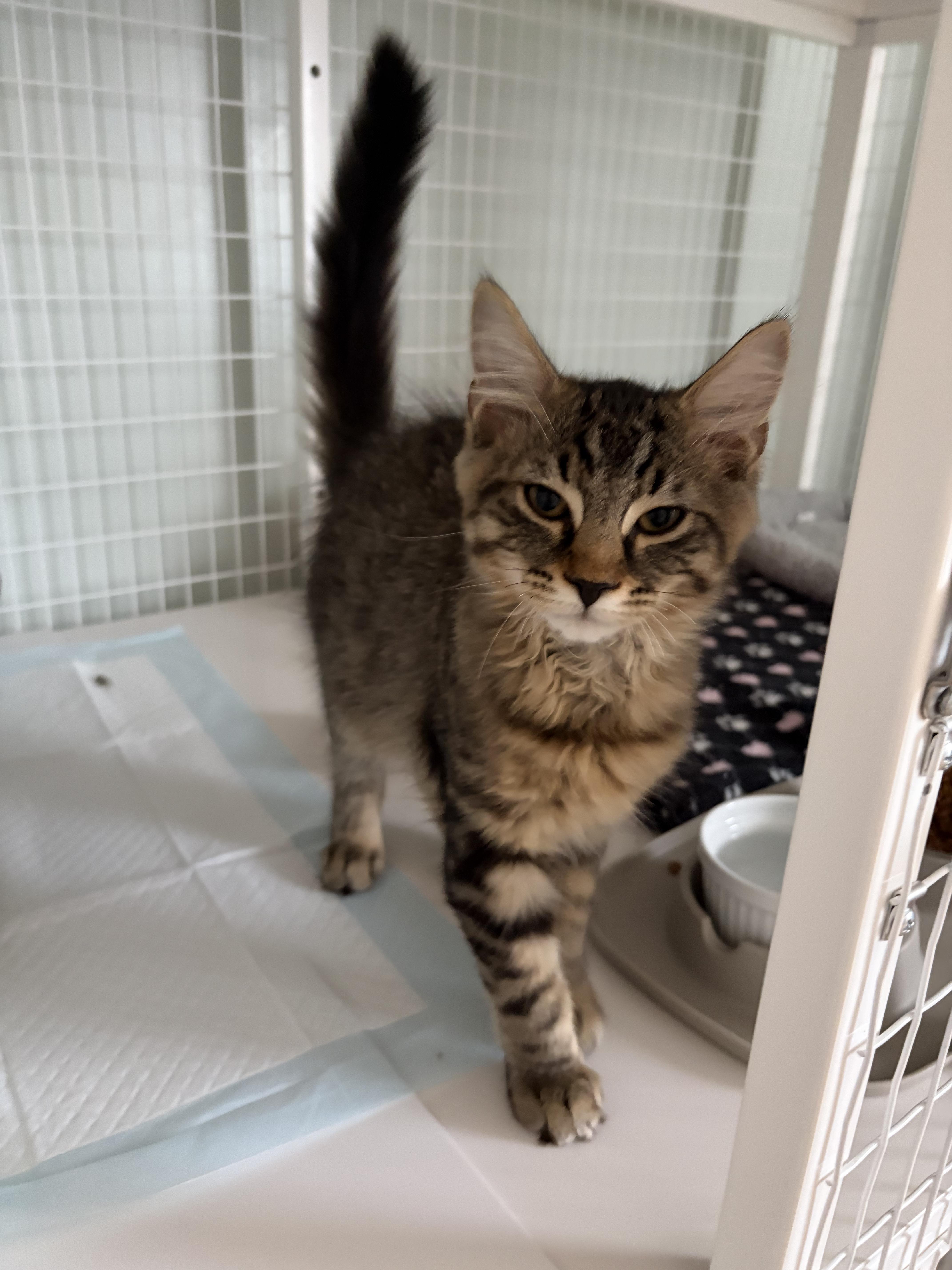 A baby medium-sized male Tabby cat named Jt for adoption in Suffolk, VA