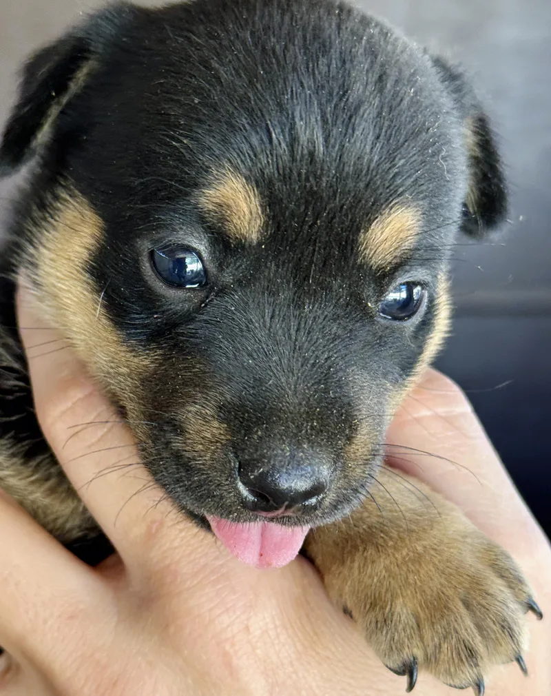 Hazel's Puppers