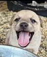 Hazel's Puppers thumbnail 2