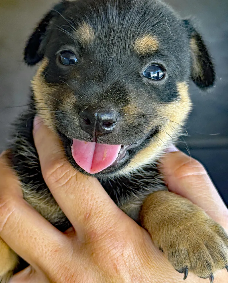 Hazel's Puppers thumbnail 3