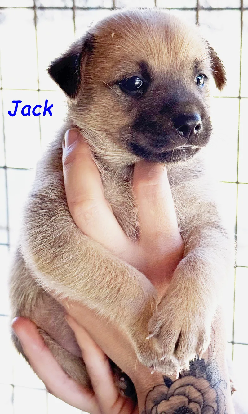 Hazel's Puppers thumbnail 4