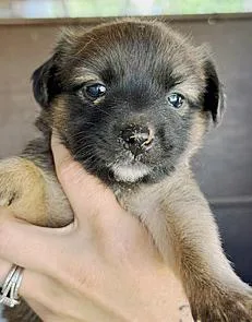 Hazel's Puppers thumbnail 5