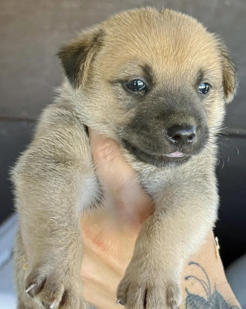 Hazel's Puppers thumbnail 6