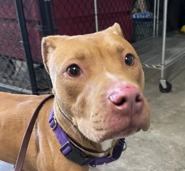 An adult large-sized female Pit Bull Terrier dog named Jazz for adoption in El Cajon, CA