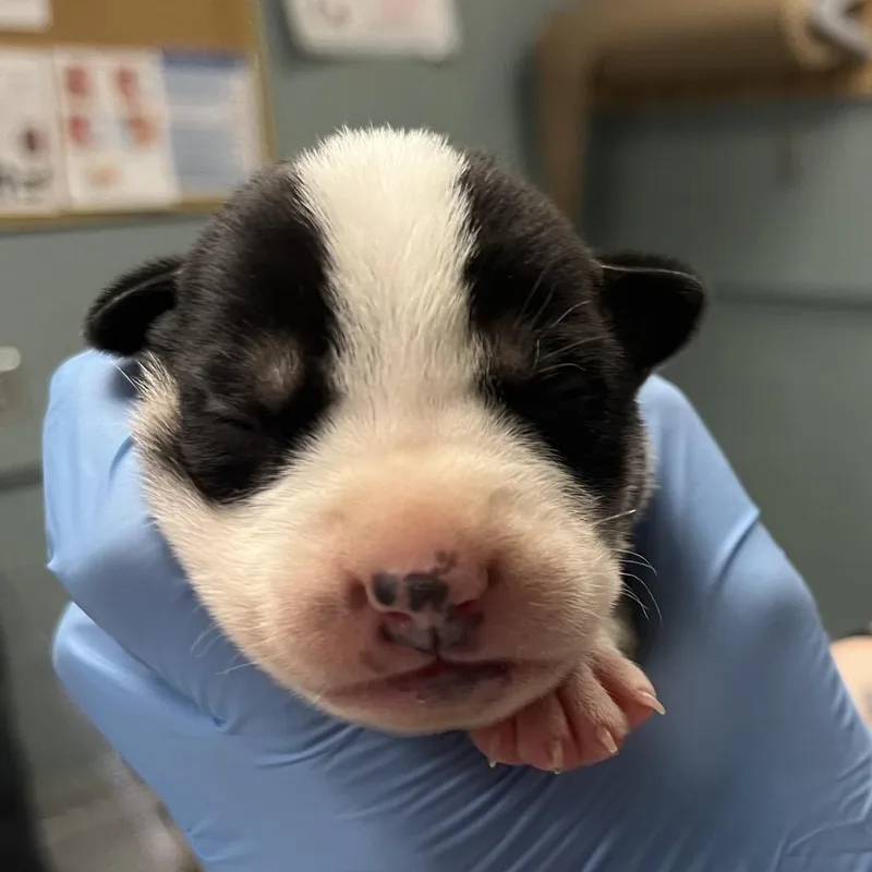 A baby small-sized female White / Cream Shepherd dog named Lil De for adoption in Greenville, SC