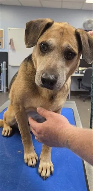 An adult large-sized male Beagle dog named Tyson for adoption in Phoenix, AZ