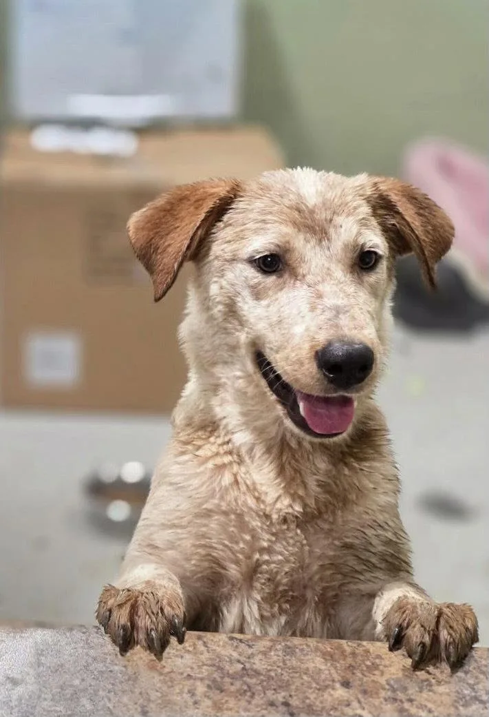 A young medium-sized male Australian Cattle Dog / Blue Heeler dog named Dean for adoption in New Martinsville, WV