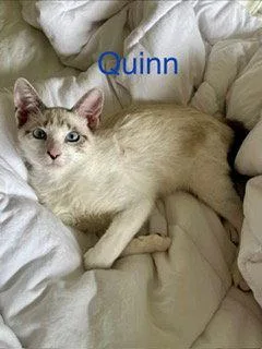 Quinn