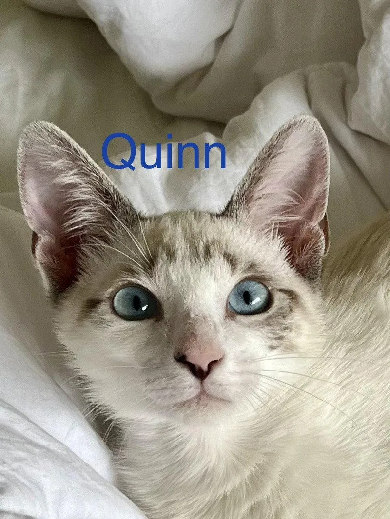 Quinn thumbnail 2