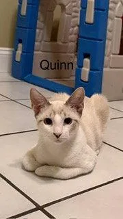 Quinn thumbnail 3