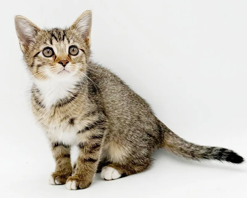 A baby small-sized female White Abyssinian cat named Pickles is simply precious for adoption in Bedford Hills, NY