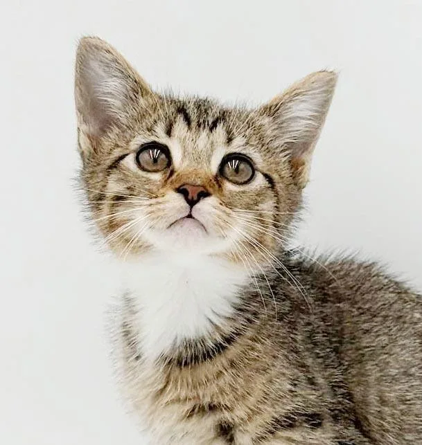 Pickles is simply precious thumbnail 2