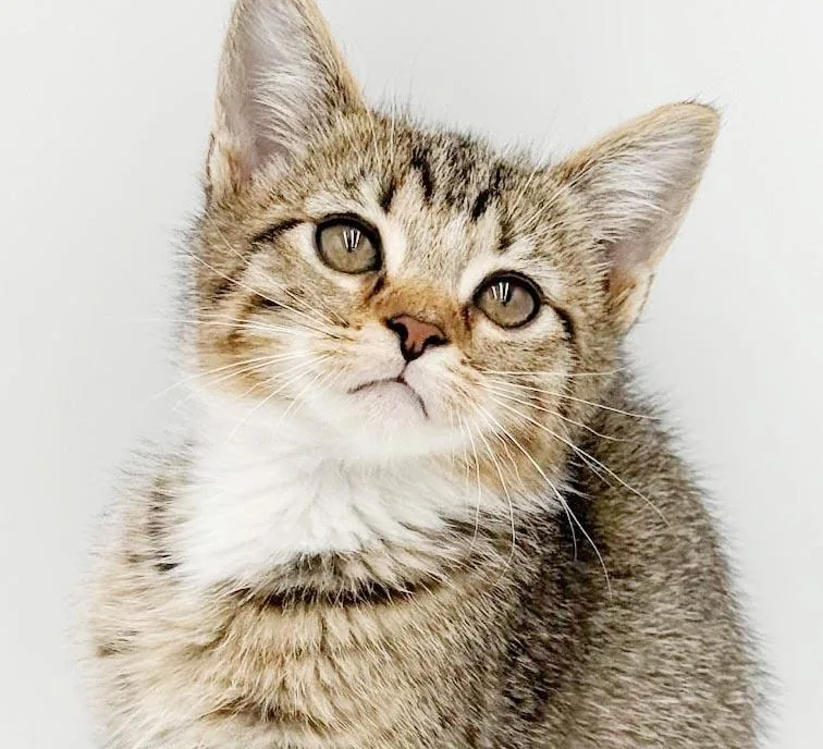 Pickles is simply precious thumbnail 3