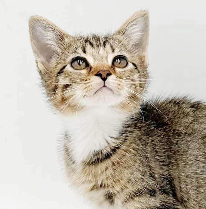 Pickles is simply precious thumbnail 4