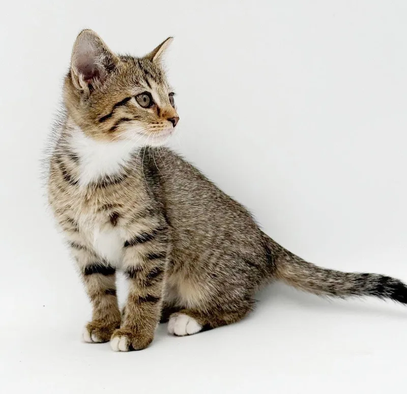 Pickles is simply precious thumbnail 5