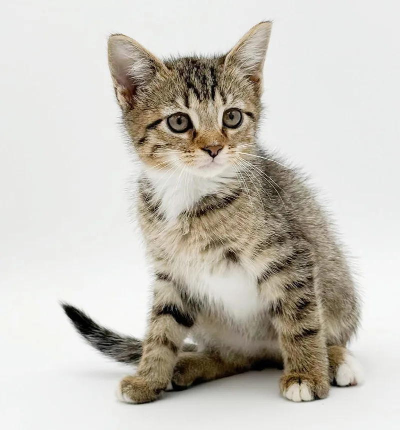 Pickles is simply precious thumbnail 6