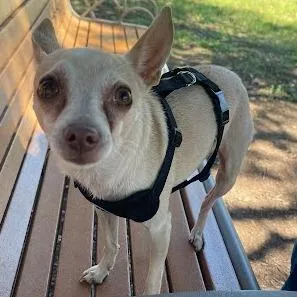 An adult small-sized male White / Cream Chihuahua dog named Terry for adoption in Austin, TX