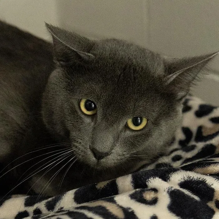 A young medium-sized male Gray / Blue / Silver Domestic Short Hair cat named Meiko for adoption in Slidell, LA