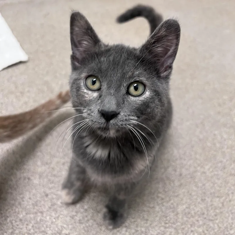 A baby small-sized female Tortoiseshell Domestic Short Hair cat named Sage for adoption in Arlington Heights, IL
