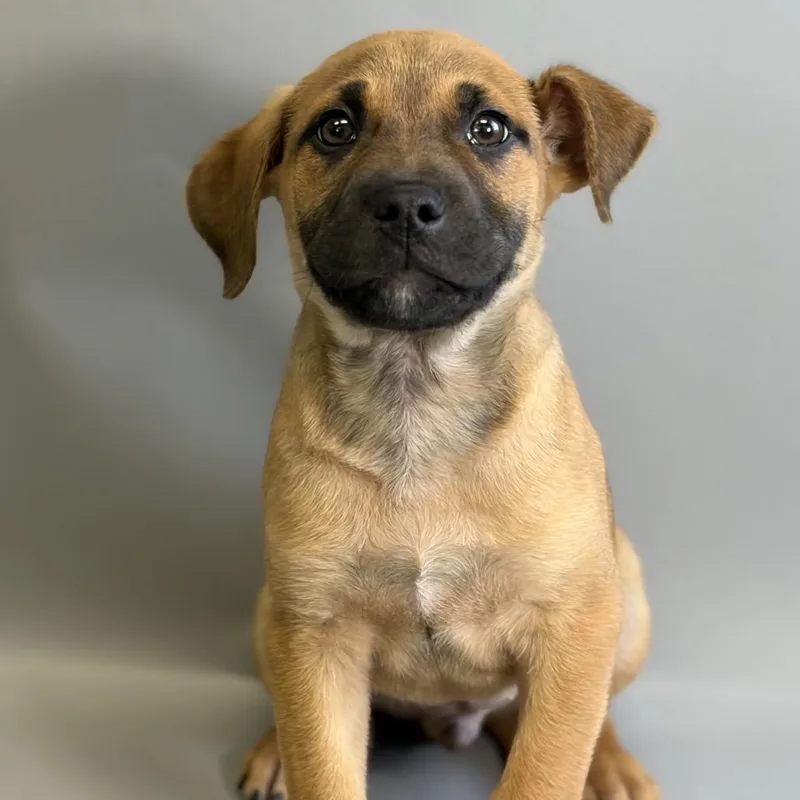 A baby large-sized male Brown / Chocolate Mixed Breed dog named Everest for adoption in Leander, TX