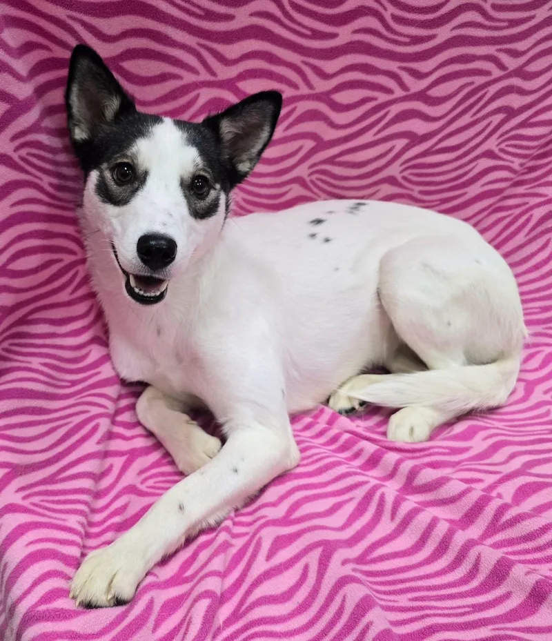 A young medium-sized female Husky dog named Grace for adoption in Frankfort, IN
