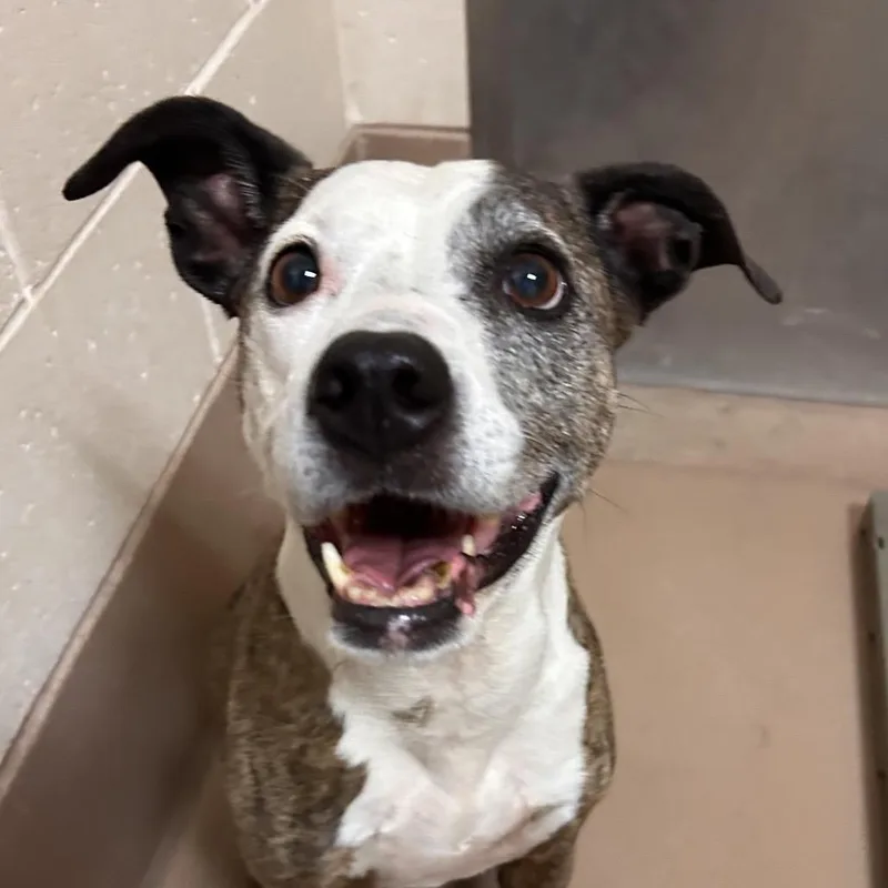 A senior medium-sized female Pit Bull Terrier dog named Mercedes for adoption in Reno, NV