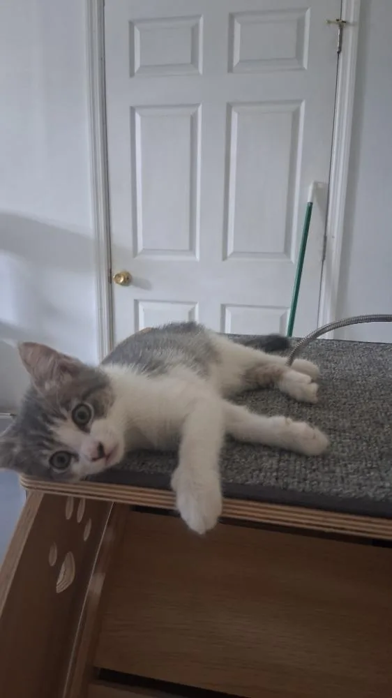 A baby medium-sized female Tabby (Gray / Blue / Silver) Domestic Short Hair cat named Fern for adoption in Maitland, FL