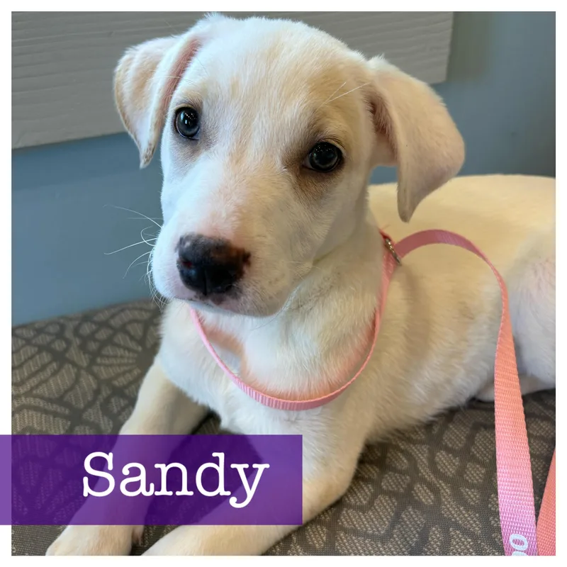 A baby medium-sized female White / Cream Labrador Retriever dog named Sandy for adoption in Cumming, GA