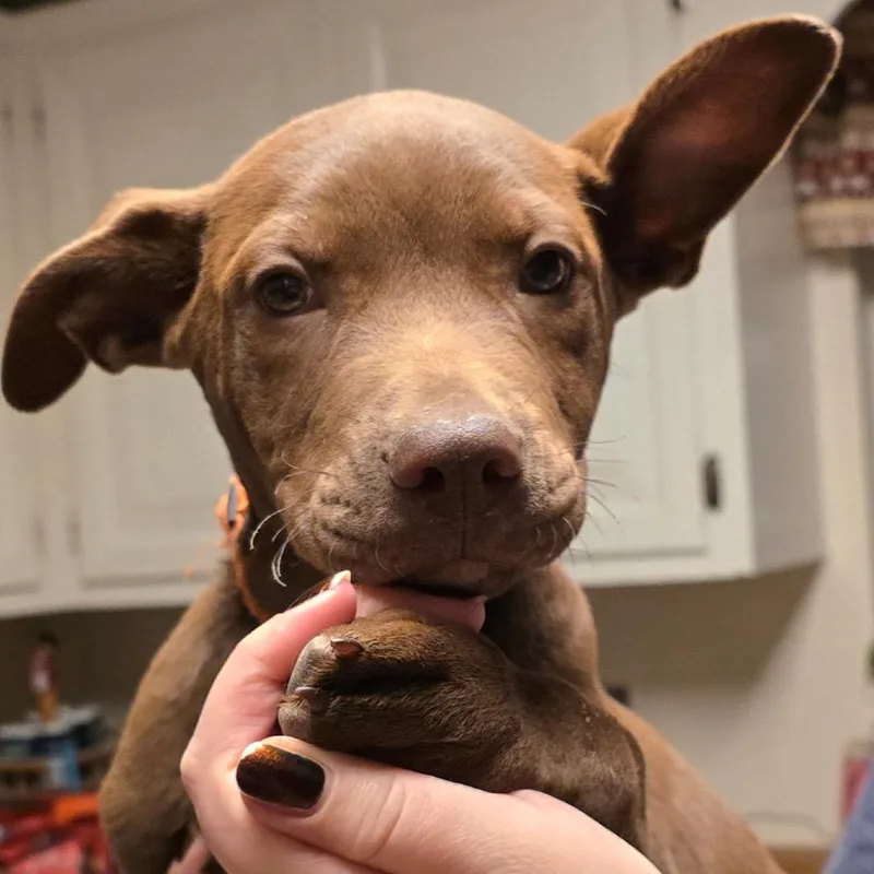 Buster Brown thumbnail 3
