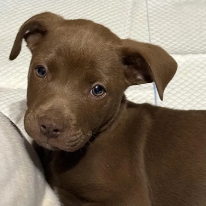Buster Brown thumbnail 5