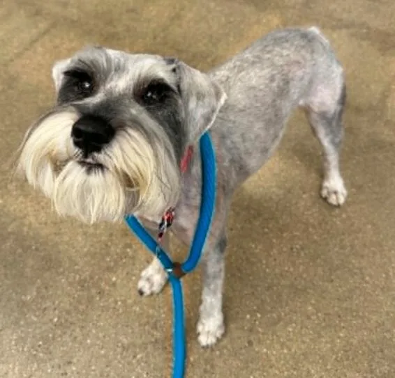 A young small-sized male Gray / Blue / Silver Schnauzer dog named Sterling for adoption in Boulder, CO