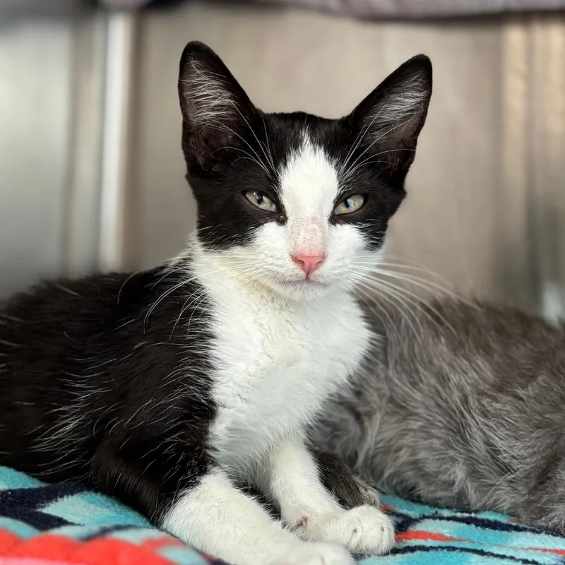 A baby small-sized male Black Domestic Short Hair cat named Buzz for adoption in Nashville, IN