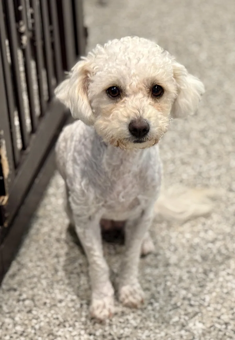A young small-sized female Poodle dog named Mindy: Ready For Her for adoption in Hondo, TX