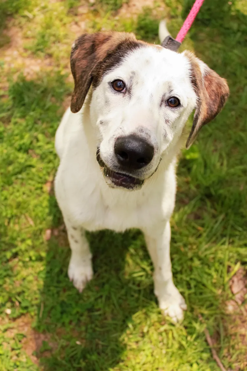 A young medium-sized female White / Cream Australian Shepherd dog named Daffy for adoption in Ona, WV