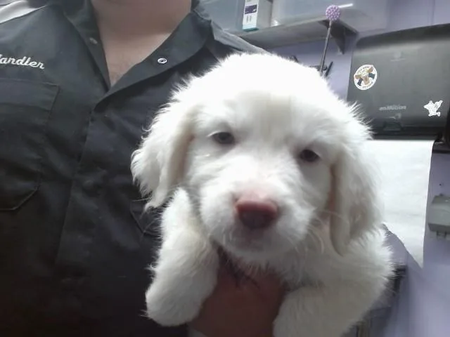 A baby small-sized male Labrador Retriever dog named Labrador for adoption in Albuquerque, NM