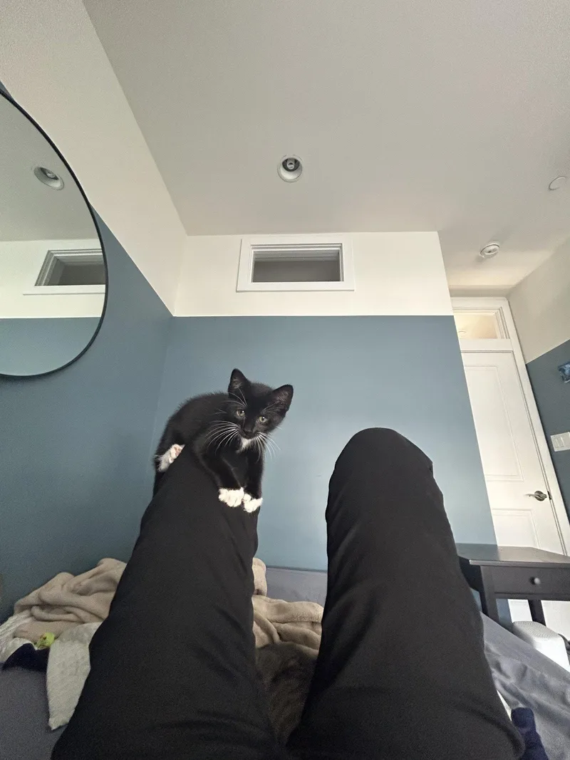 A baby small-sized female Black & White / Tuxedo Domestic Short Hair cat named Chicken Wing for adoption in Philadelphia, PA