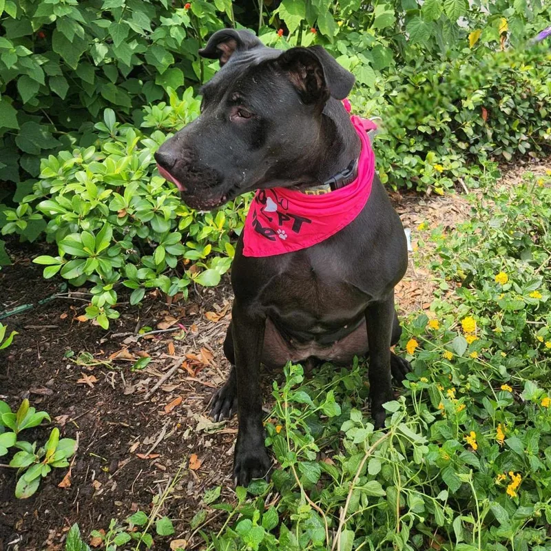 Yaya Jum thumbnail 2