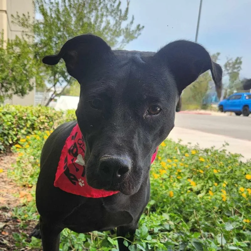 Yaya Jum thumbnail 3