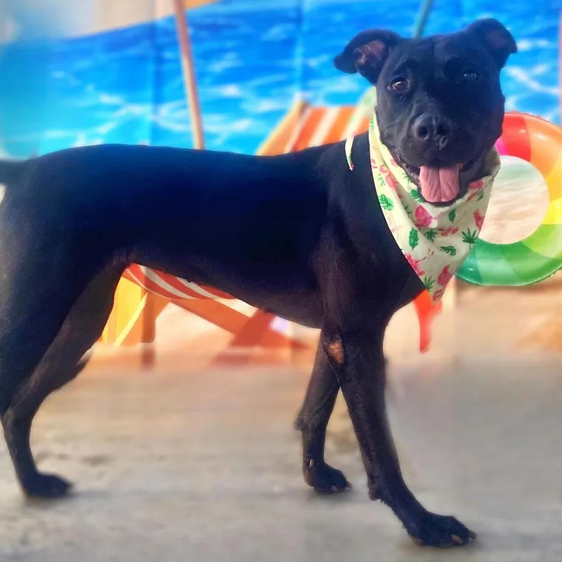 Yaya Jum thumbnail 4