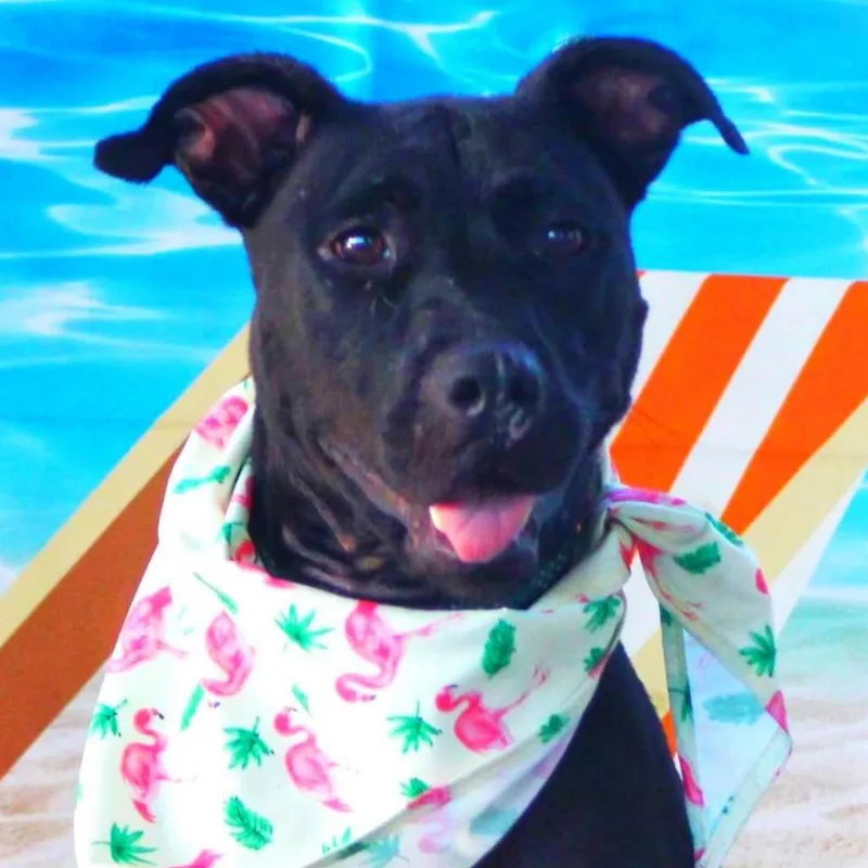 Yaya Jum thumbnail 5