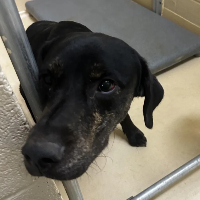 A young medium-sized male Black Mixed Breed dog named Draco for adoption in Winston-Salem, NC