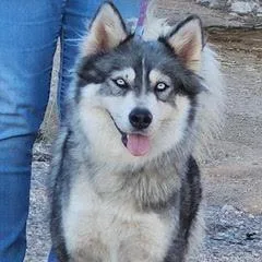 A young medium-sized female Husky dog named Aspen for adoption in Green Valley, AZ