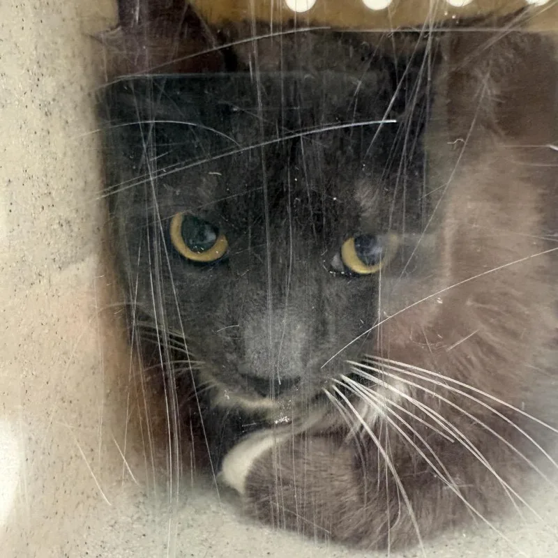 An adult large-sized male Domestic Medium Hair cat named Willie for adoption in Reno, NV